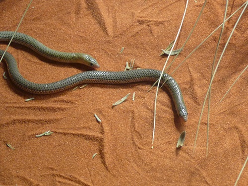 Spinifex Legless Lizard